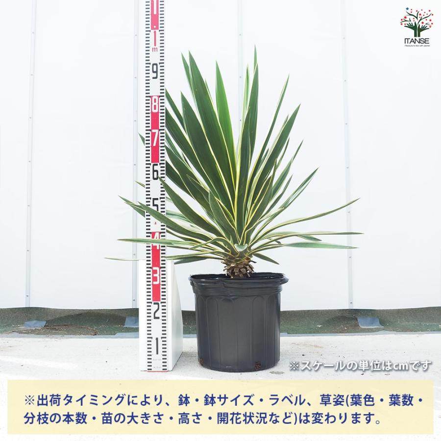 ユッカ グロリオサ バリエガータ 【観葉植物 10号／1個売り