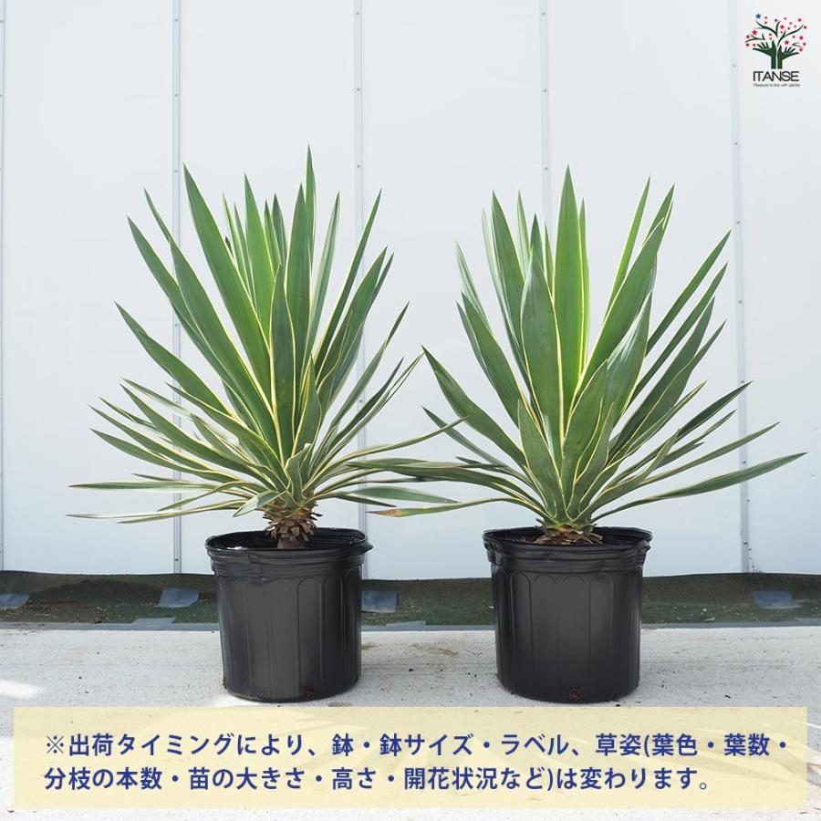ユッカ グロリオサ バリエガータ 【観葉植物 10号／1個売り