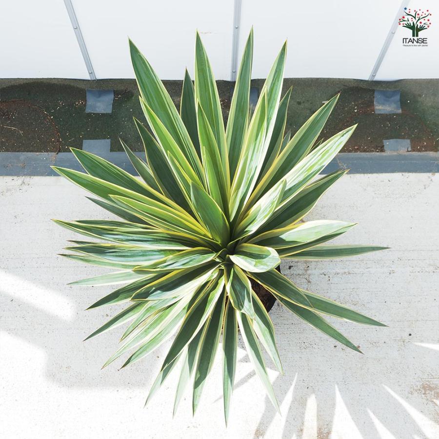ユッカ グロリオサ バリエガータ 【観葉植物 10号／1個売り