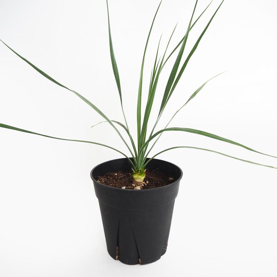 ユッカ ロストラータ サファイアスカイズ 【観葉植物 5号／1個売り