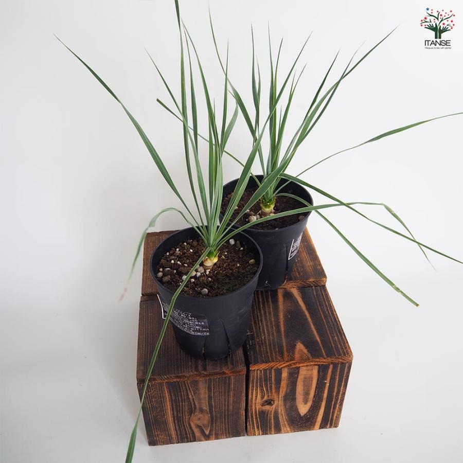 ユッカ ロストラータ サファイアスカイズ 【観葉植物 5号／1個売り