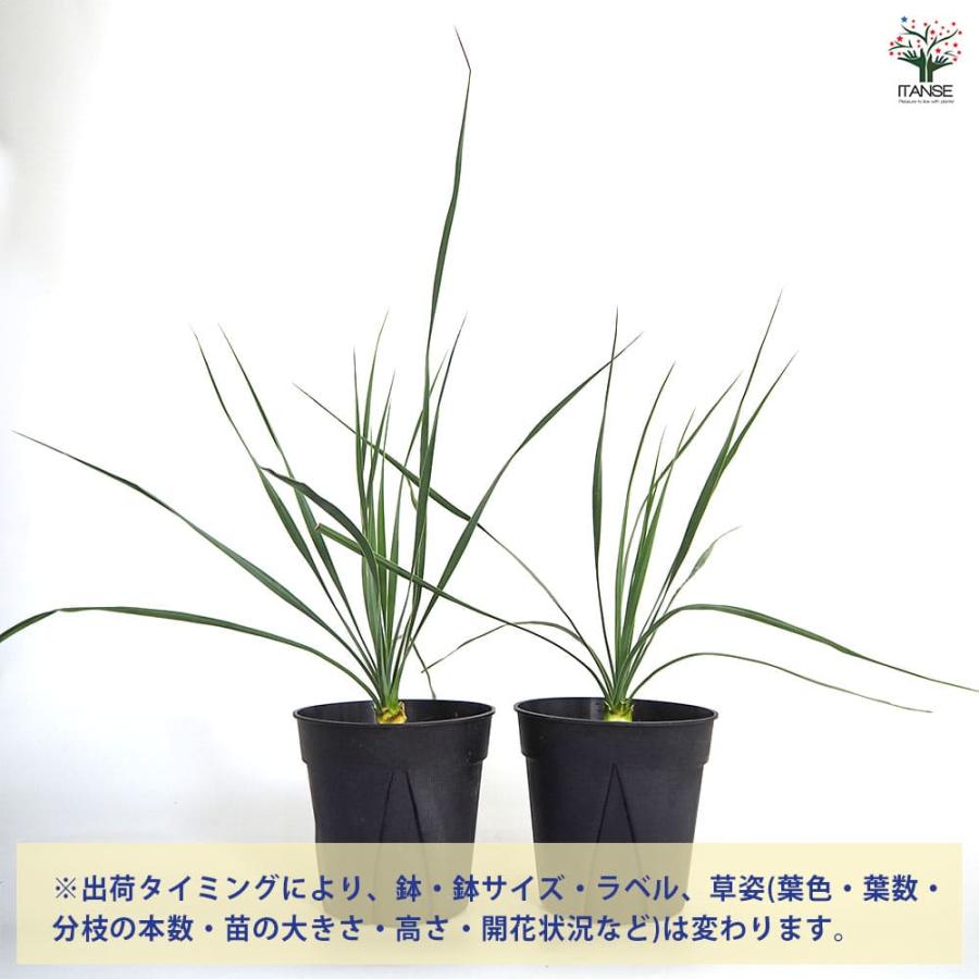 ユッカ ロストラータ サファイアスカイズ 【観葉植物 5号／1個売り