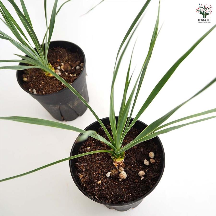 ユッカ ロストラータ サファイアスカイズ 【観葉植物 5号／1個売り