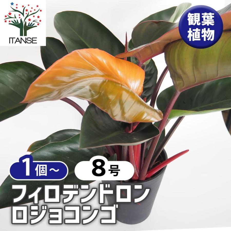 【希少】【変異株】フィロデンドロン ロジョコンゴ 幹立ち 幹上がり 2本立ち 園芸ネット本店｜フィロデンドロン：ロジョコンゴ 2.5号ポット の通販