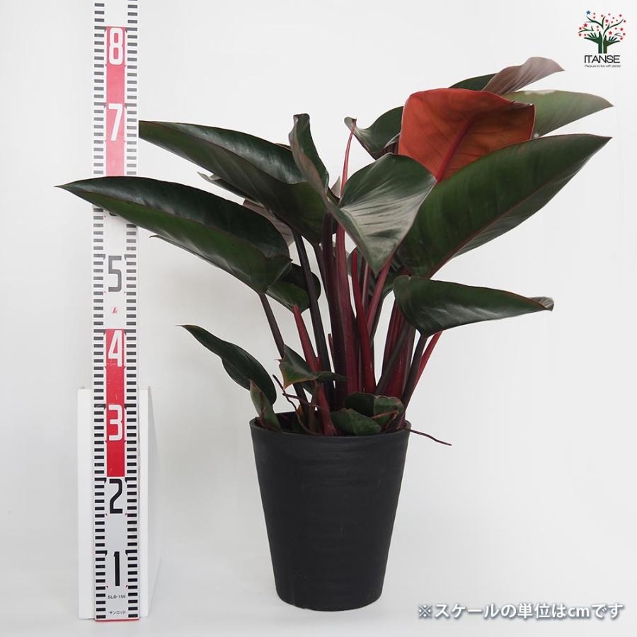 フィロデンドロン ロジョコンゴ 【観葉植物 8号／1個売り】 : shopooo