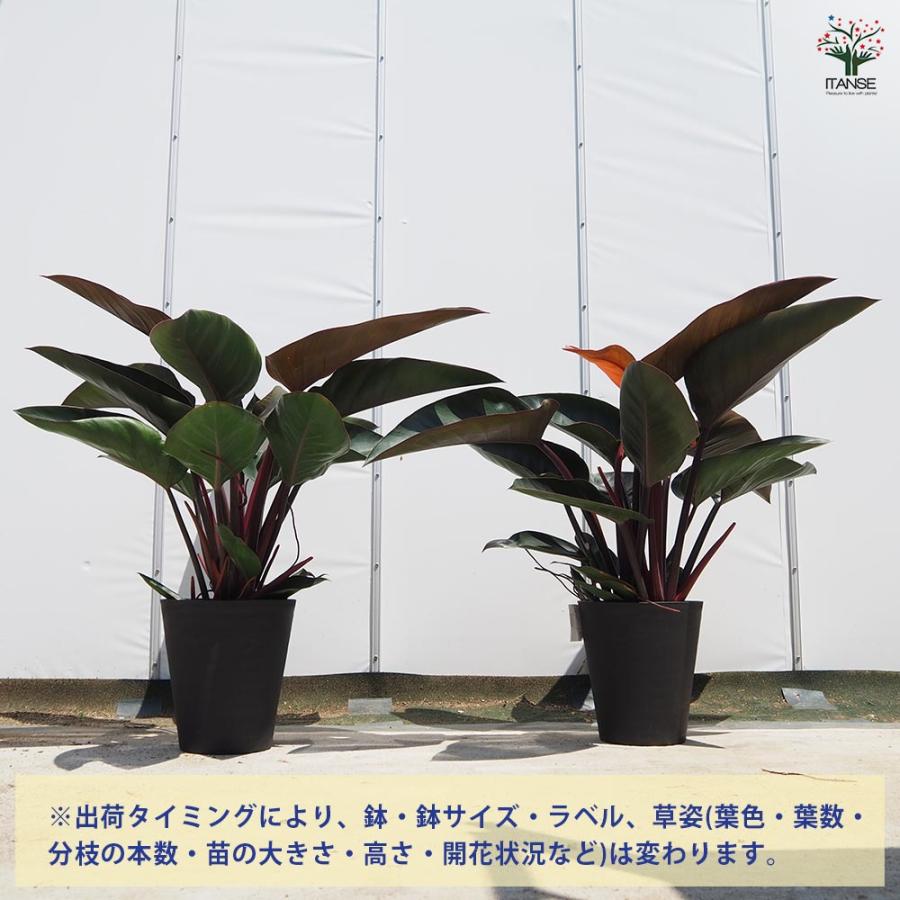 フィロデンドロン ロジョコンゴ 【観葉植物 8号／1個売り】 : shopooo