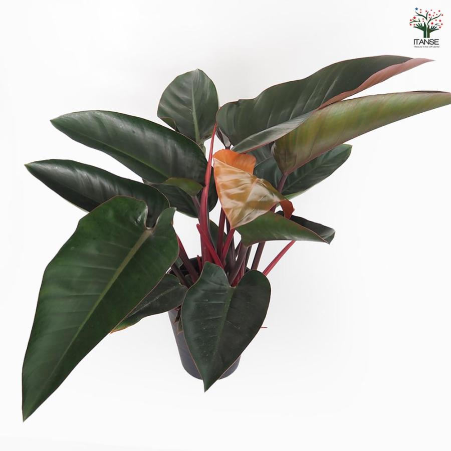 フィロデンドロン ロジョコンゴ 【観葉植物 8号／1個売り】 : shopooo