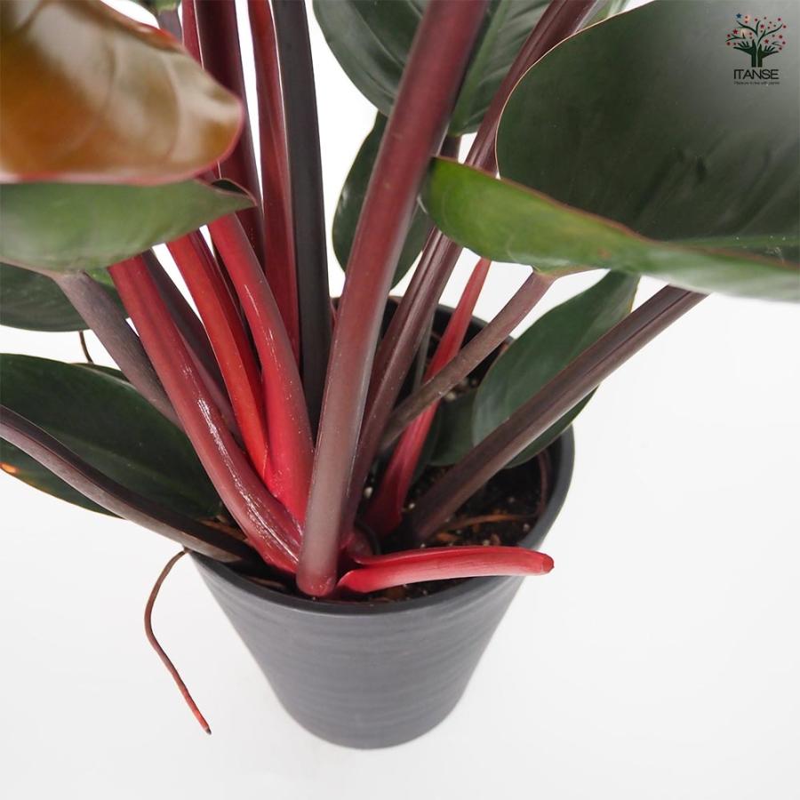 フィロデンドロン ロジョコンゴ 【観葉植物 8号／1個売り】 : shopooo