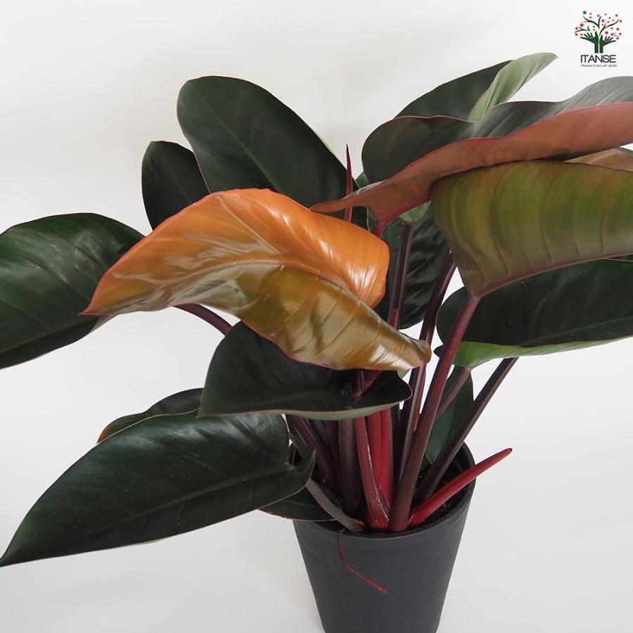 フィロデンドロン ロジョコンゴ 【観葉植物 8号／1個売り】 : shopooo