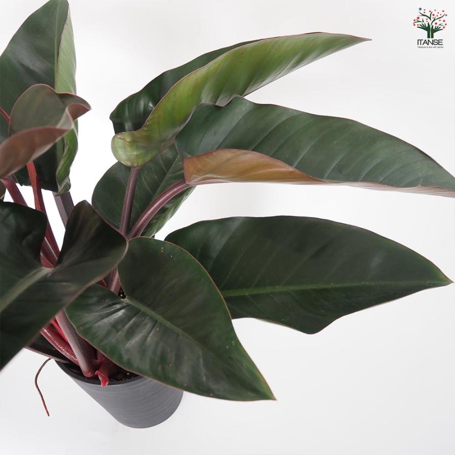 フィロデンドロン ロジョコンゴ 【観葉植物 8号／1個売り】 : shopooo