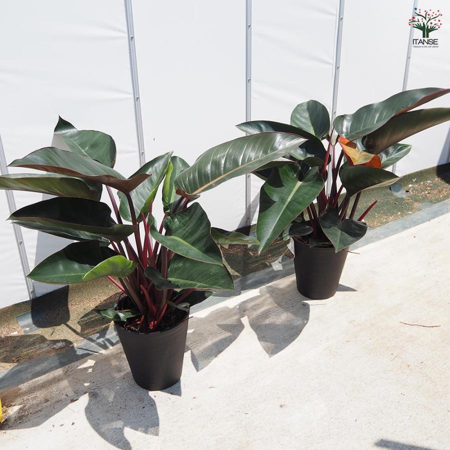 フィロデンドロン ロジョコンゴ 【観葉植物 8号／1個売り】 : shopooo
