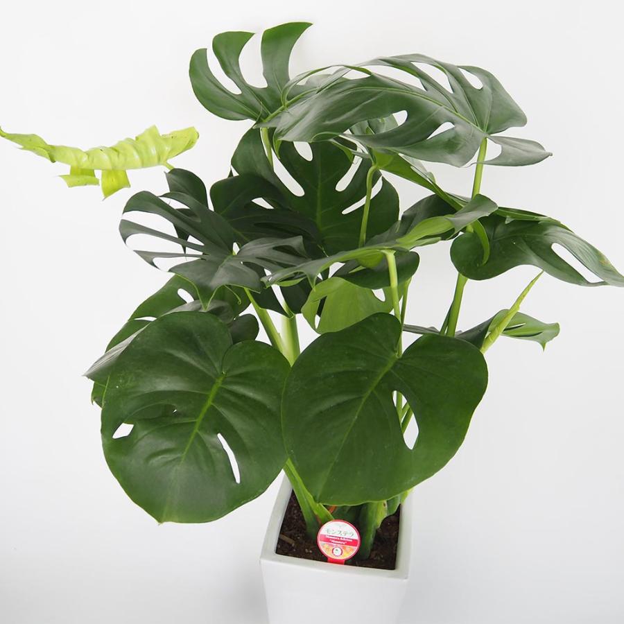 ◇引取希望：モンステラ・デリシオーサ 観葉植物 高さ約152cm 鉢付 東京都 Amazon｜松村農園 観葉植物 モンステラ デリシオーサ 本物 6号 白 角