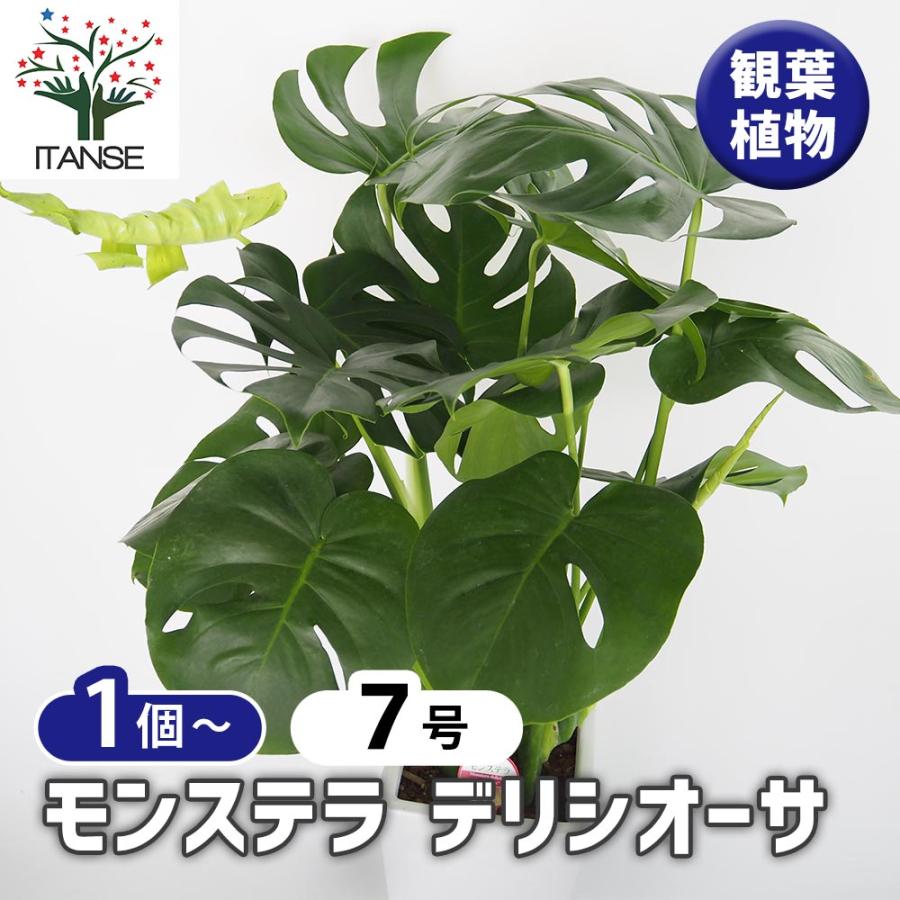 取引中　モンステラ　デリシオーサ　葉6枚 モンステラ デリシオーサ 【観葉植物 7号／1個売り】｜ 【植物の