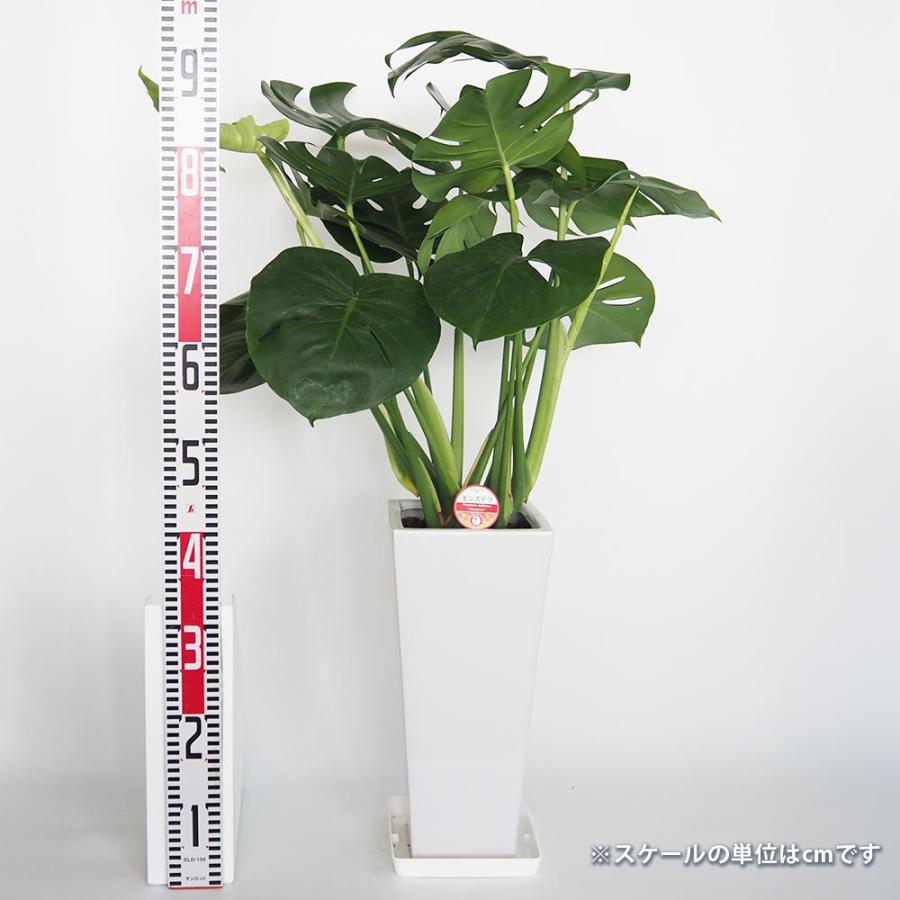 モンステラ　デリシオーサ モンステラ デリシオーサ 【観葉植物 7号／1個売り】 : shopooo by GMO