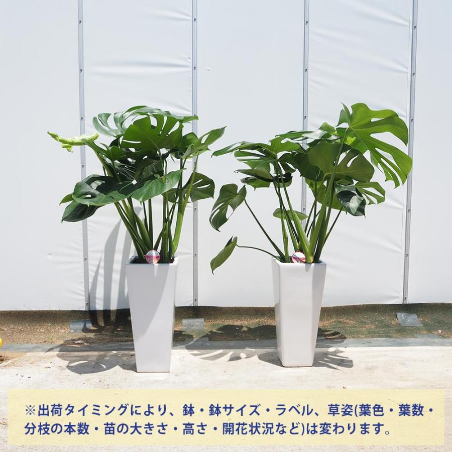 取引中　モンステラ　デリシオーサ　葉6枚 モンステラ・デリシオーサ 6号 | 観葉植物の通販 AND PLANTS (アンド