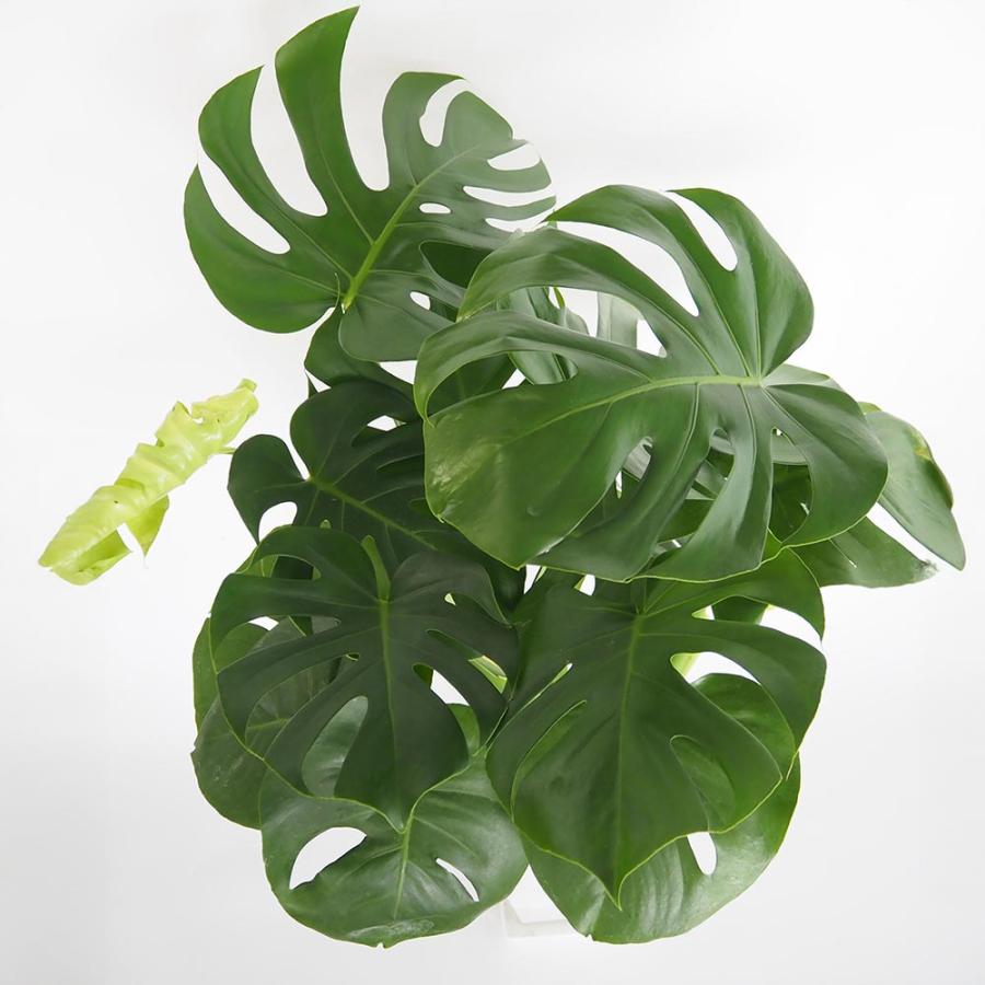 モンステラ デリシオーサ 【観葉植物 7号／1個売り】 : shopooo by GMO