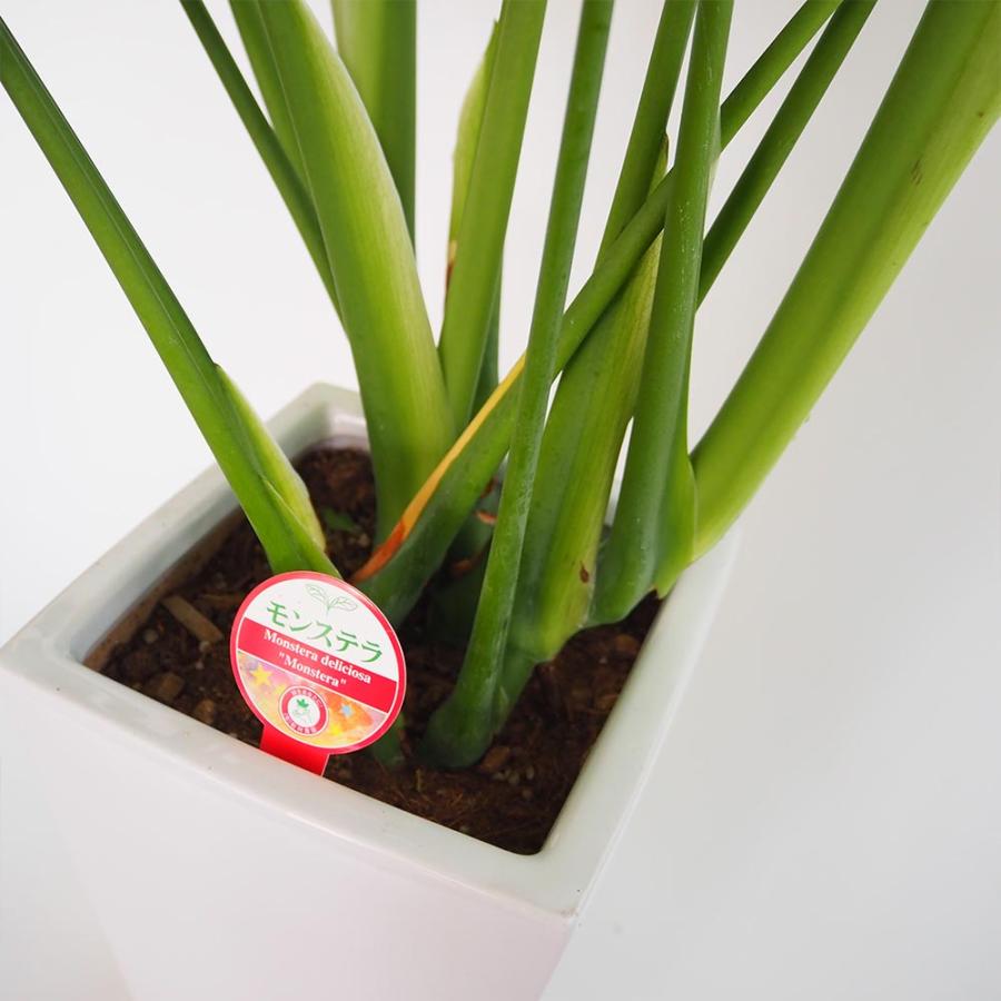 モンテラスデリオーサ 観葉植物 モンステラ デリシオーサ 【観葉植物 7号／1個売り】 : shopooo by GMO