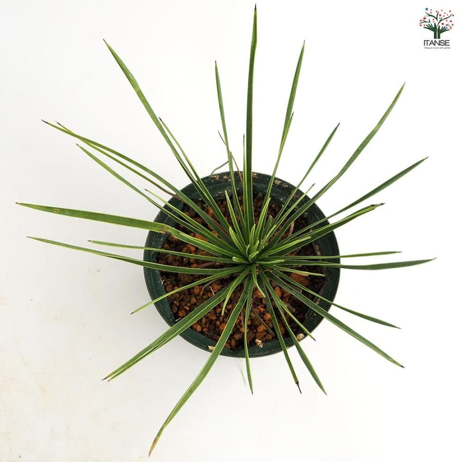 ユッカ リネアリフォリア リニアリーフ 【観葉植物 4号／1個売り