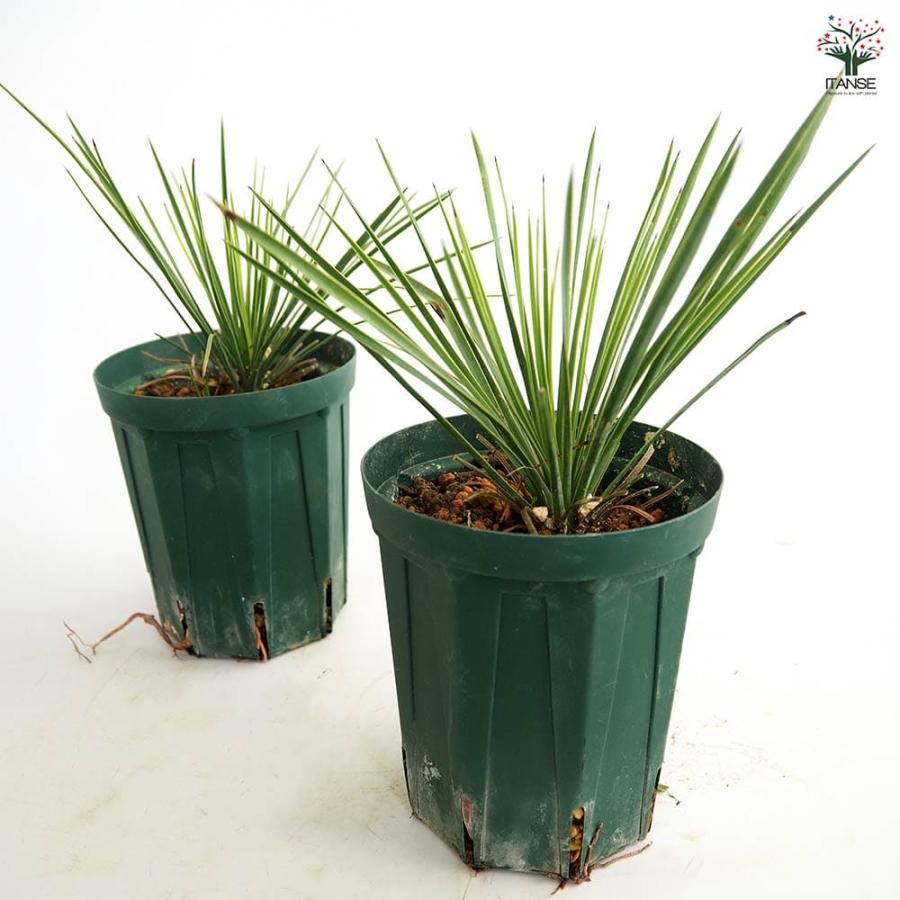ユッカ リネアリフォリア リニアリーフ 【観葉植物 4号／1個売り