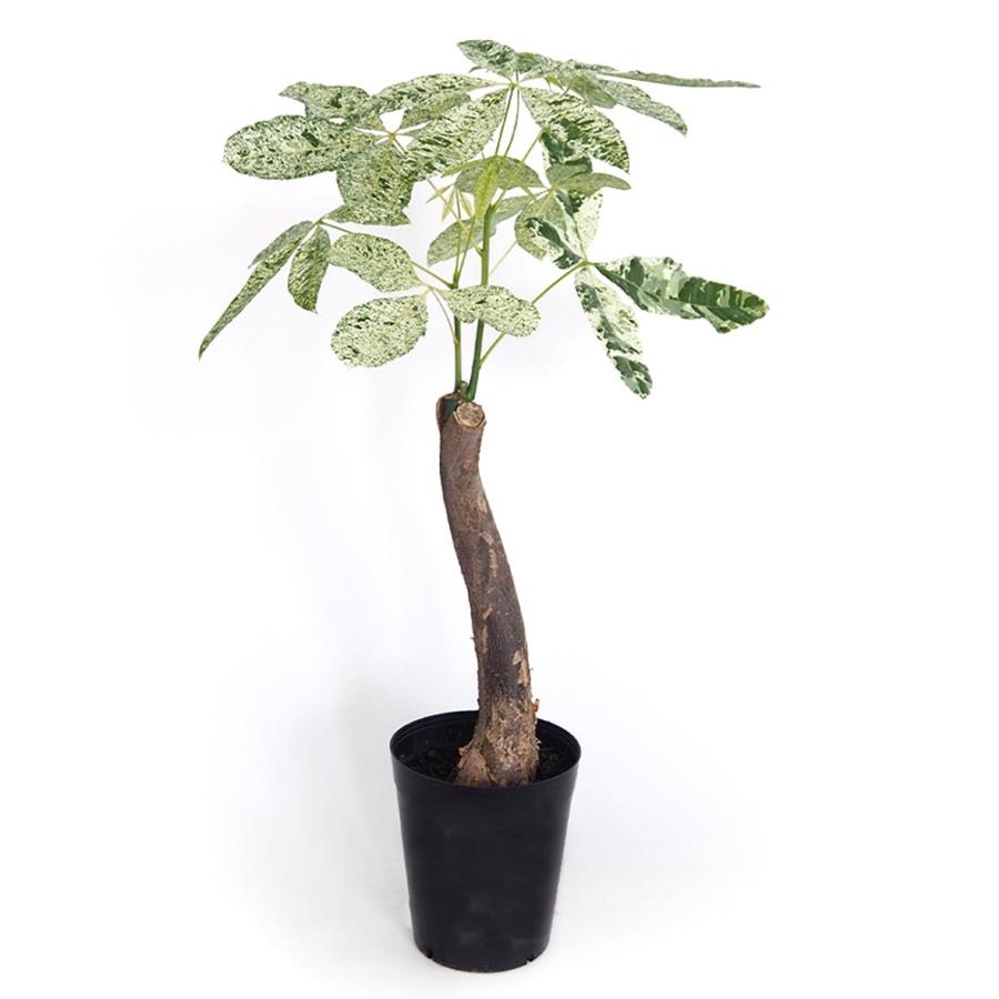 パキラ ミルキーウェイ 【観葉植物 6号／1個売り】 : shopooo by GMO