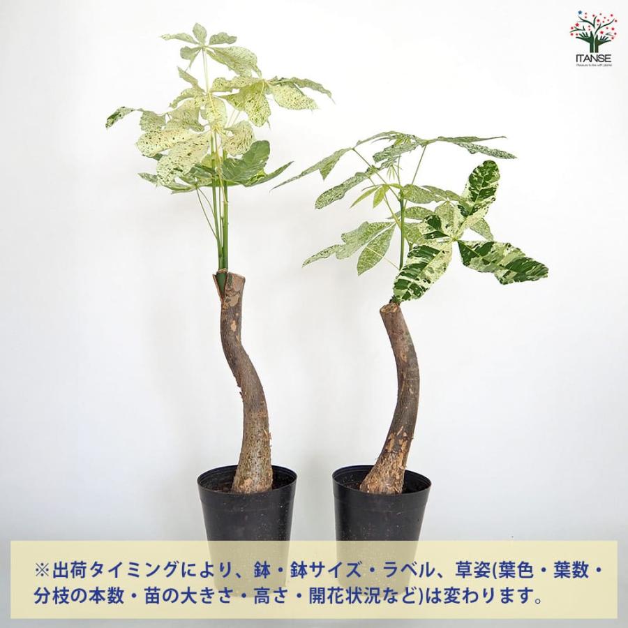 パキラ ミルキーウェイ 【観葉植物 6号／1個売り】 : shopooo by GMO