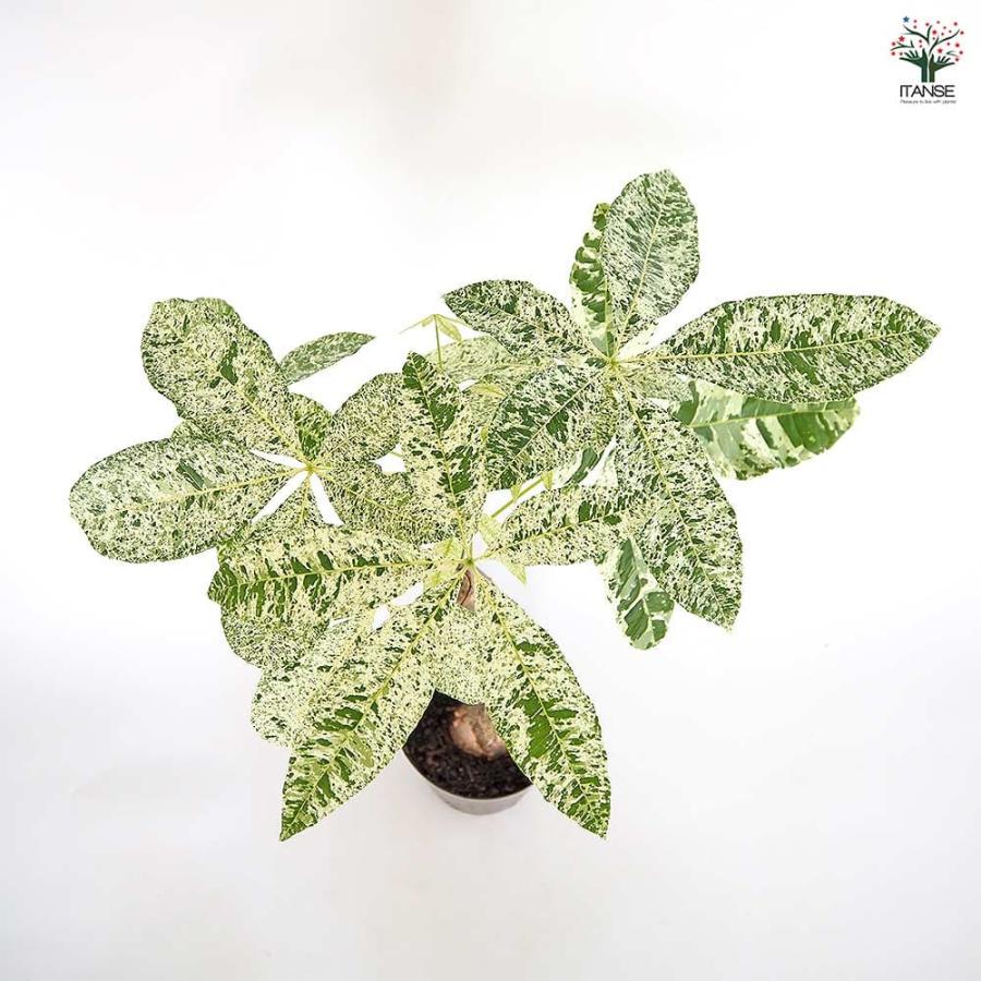 パキラ ミルキーウェイ 【観葉植物 6号／1個売り】 : shopooo by GMO