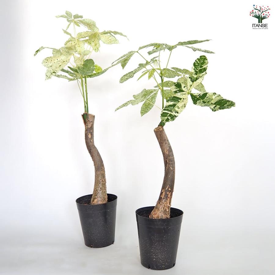 パキラ ミルキーウェイ 【観葉植物 6号／1個売り】 : shopooo by GMO