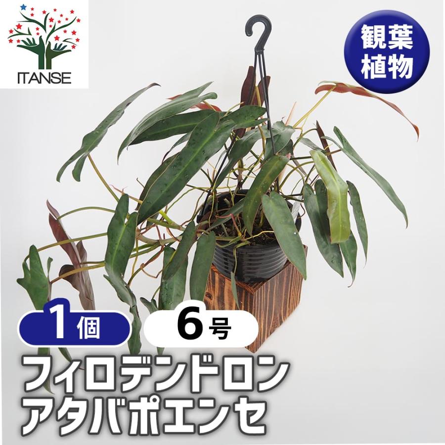 フィロデンドロン アタバポエンセ 【観葉植物 6号／1個売り