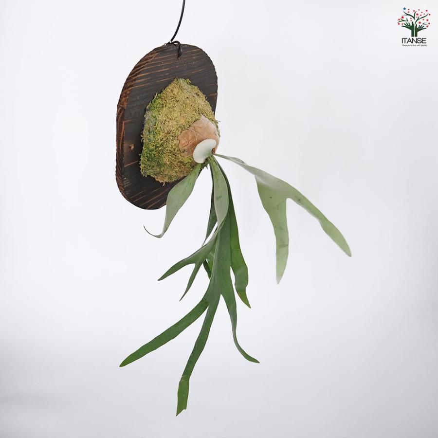 専用 ビカクシダ クモクモ Plants Goods – ハチラボ