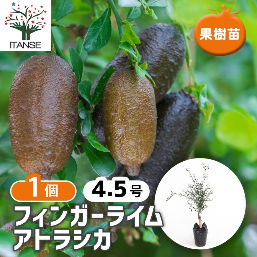 フィンガーライム アトラシカ 【果樹の苗木 4.5号／1個売り