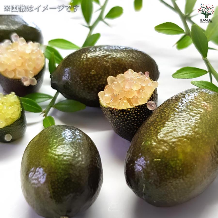 フィンガーライム アトラシカ 【果樹の苗木 4.5号／1個売り