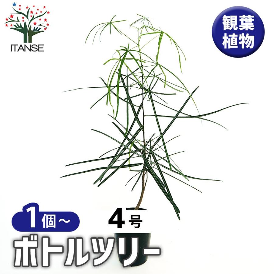 ボトルツリー 【観葉植物 4号／1個売り】 : shopooo by GMO - 通販