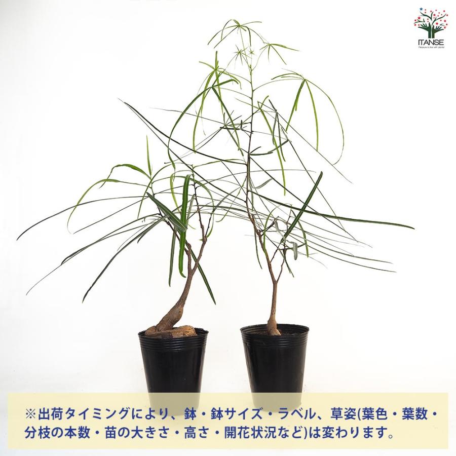 ボトルツリー 【観葉植物 4号／1個売り】 : shopooo by GMO - 通販
