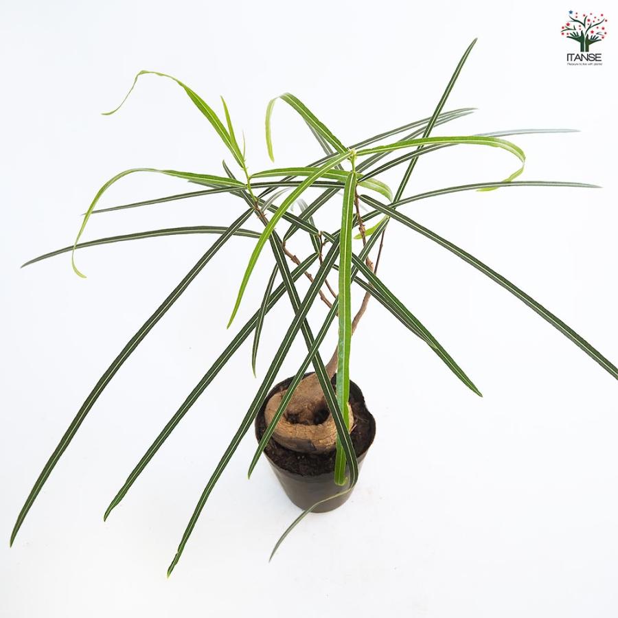 ボトルツリー 【観葉植物 4号／1個売り】 : shopooo by GMO - 通販