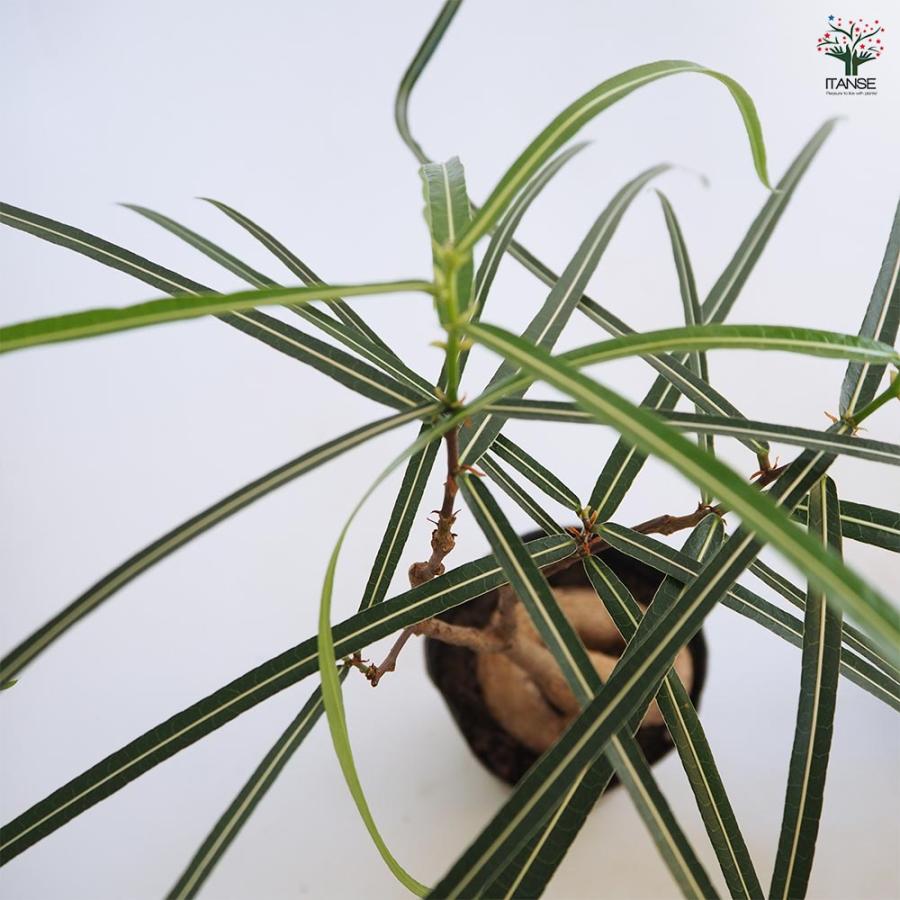 ボトルツリー 【観葉植物 4号／1個売り】 : shopooo by GMO - 通販