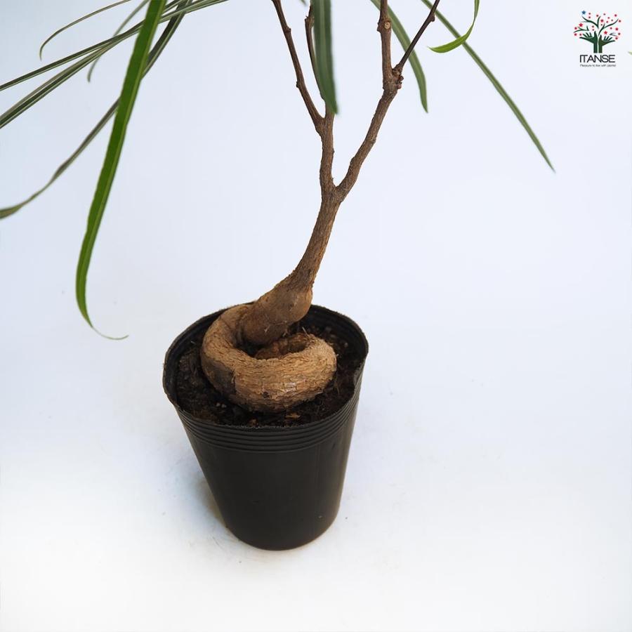ボトルツリー　観葉植物　180cm 都内引き取り限定 ボトルツリー 観葉植物 180cm 都内引き取り限定 【公式通販】
