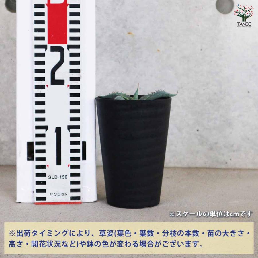 アガベ パリー　大型株10号菊鉢　中斑確認 アガベ バリートルンカータ 【多肉植物 3.5号／1個売り】 : shopooo by