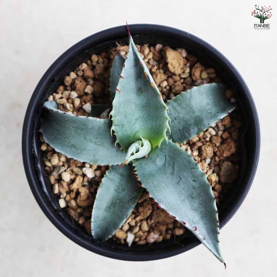 メ*K様 多肉植物・アガベ ・精品・パリートルンカータ'オリザバ' 抜き苗・超特 アガベ・パリー・トルンカータ ライムストリーク メリクロン株