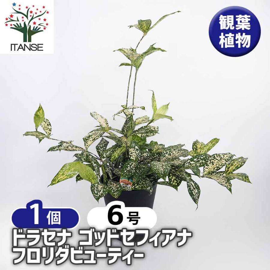 専用出品ドラセナゴッドセフィアナ ドラセナ ゴッドセフィアナ フロリダビューティー(スルクロサ) 【観葉