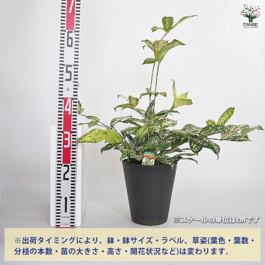 ドラセナ ゴッドセフィアナ フロリダビューティー(スルクロサ) 【観葉
