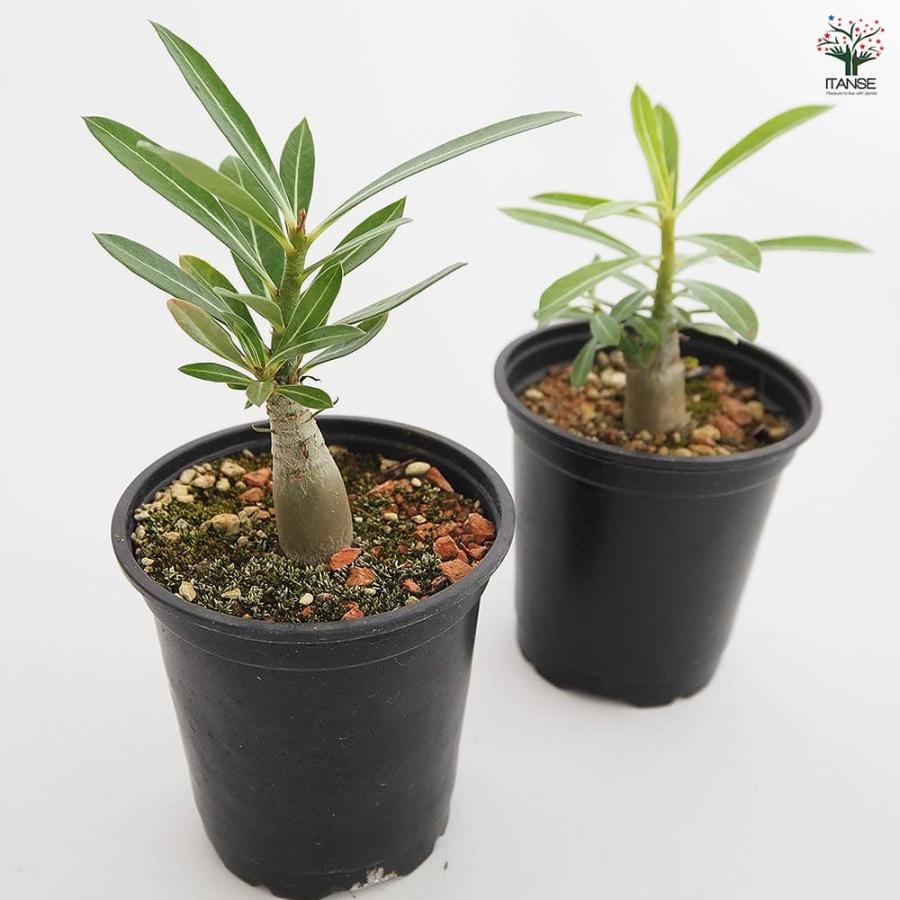 多肉植物/アデニウム・オベスム 秋の感謝祭 限定1個 実生10年生/極太