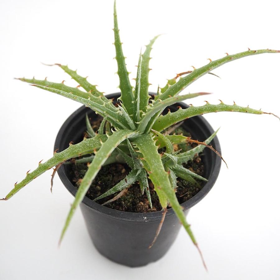ヘクチア テキセンシス 【多肉植物 3号／1個売り】 : shopooo by GMO