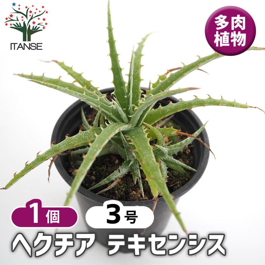 ヘクチア テキセンシス 【多肉植物 3号／1個売り】 : shopooo by GMO