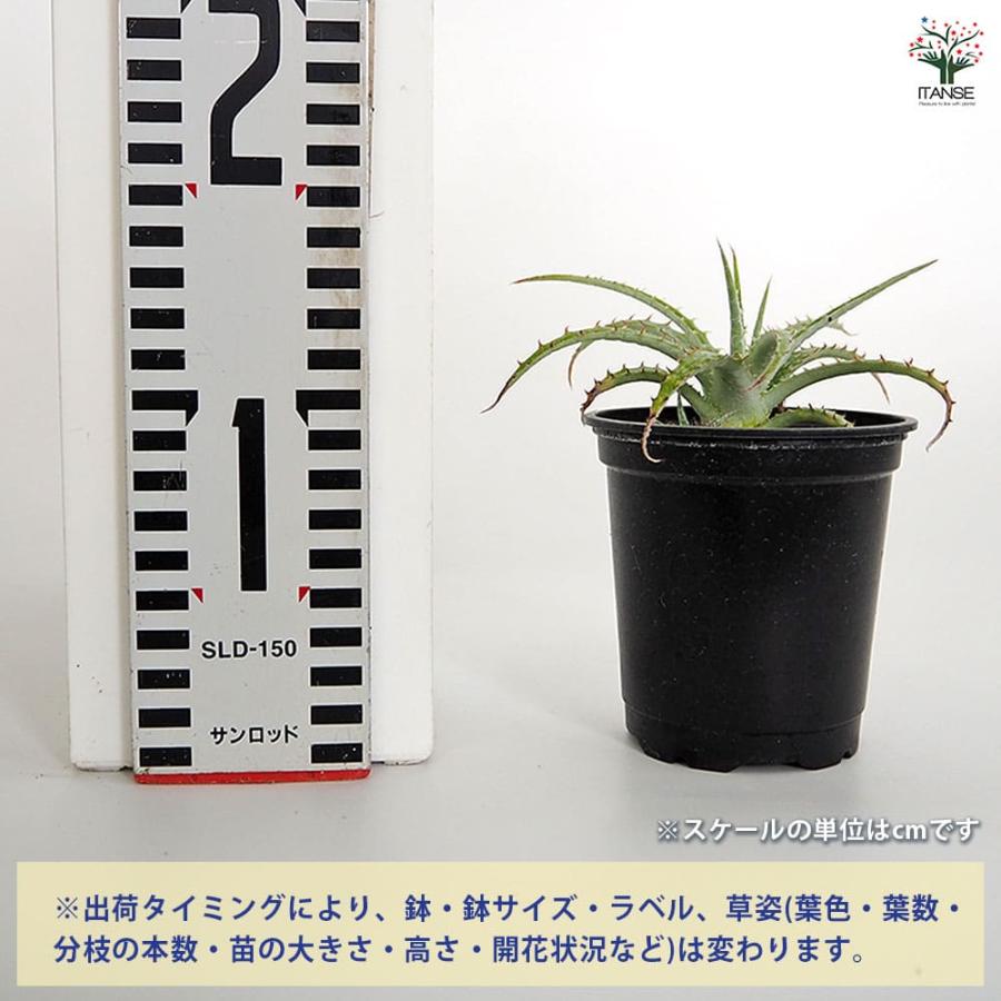 ヘクチア テキセンシス 【多肉植物 3号／1個売り】 : shopooo by GMO