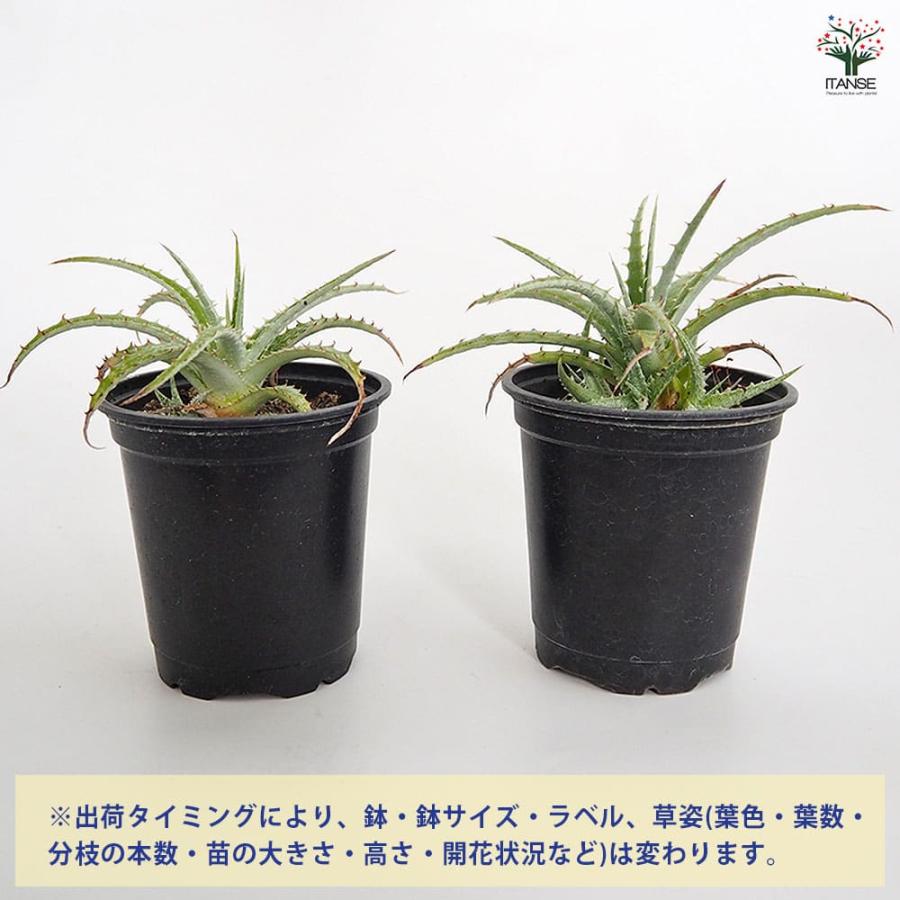 ヘクチア テキセンシス 【多肉植物 3号／1個売り】 : shopooo by GMO