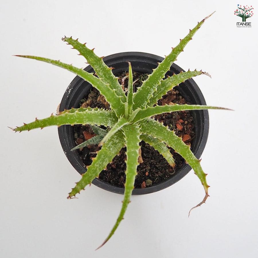ヘクチア テキセンシス 【多肉植物 3号／1個売り】 : shopooo by GMO