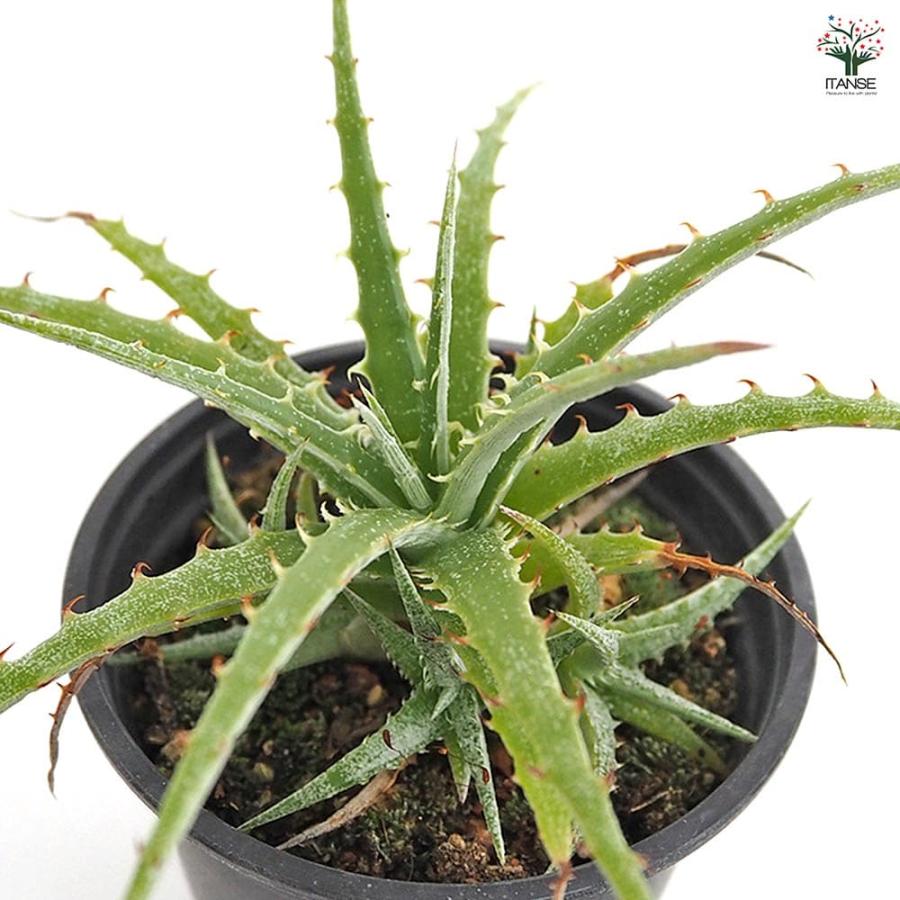 ヘクチア テキセンシス 【多肉植物 3号／1個売り】 : shopooo by GMO