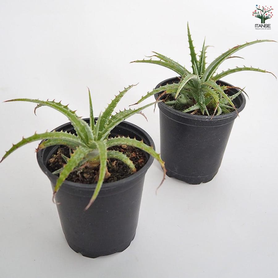 ヘクチア テキセンシス 【多肉植物 3号／1個売り】 : shopooo by GMO