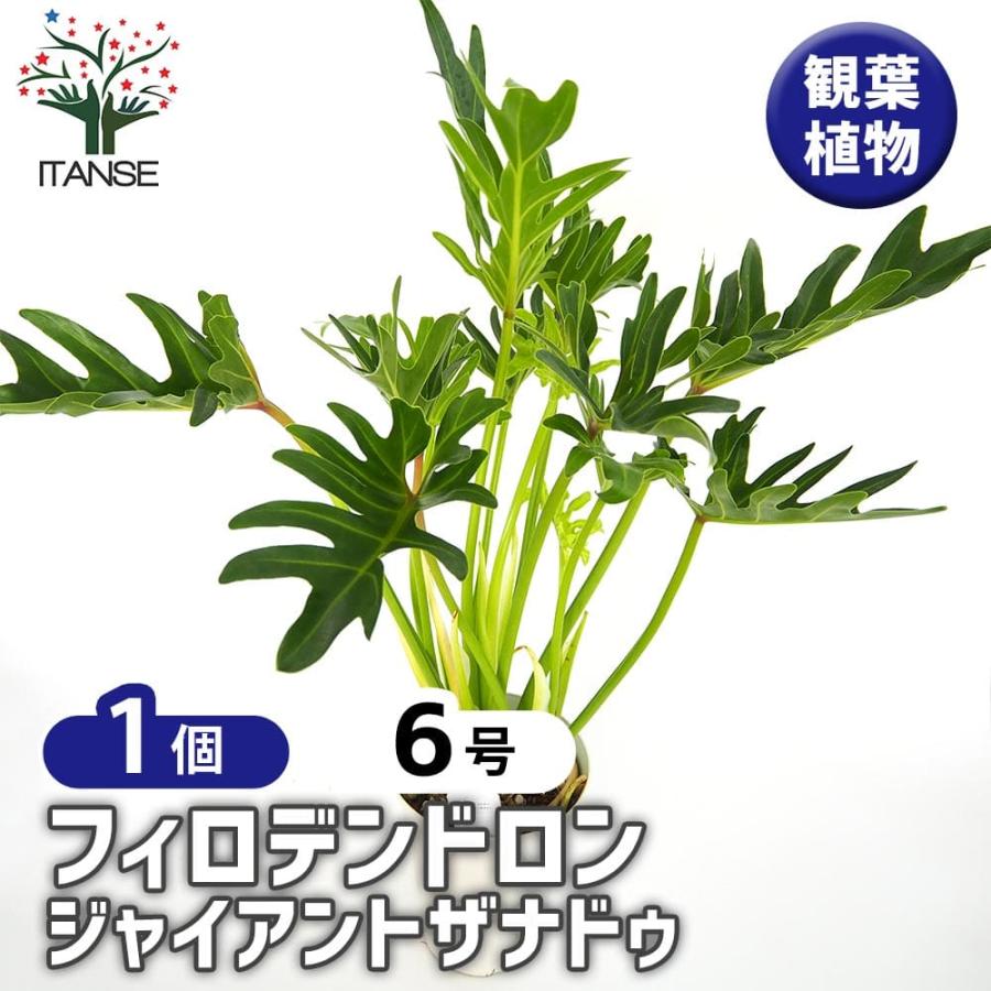 フィロデンドロン ジャイアントザナドゥ (クッカバラ)【観葉植物 6号