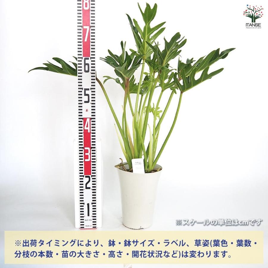 フィロデンドロン ジャイアントザナドゥ (クッカバラ)【観葉植物 6号